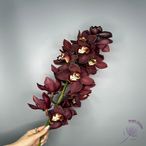 Орхидея Цимбидиум