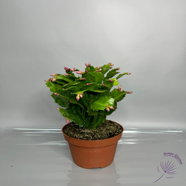 Шлюмбергера