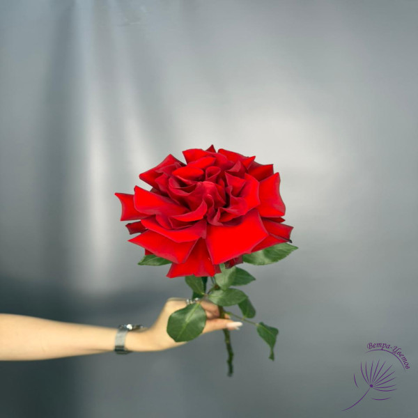 Роза Французская