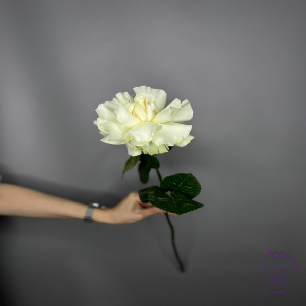 Роза Французская