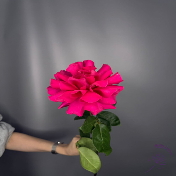 Роза Французская