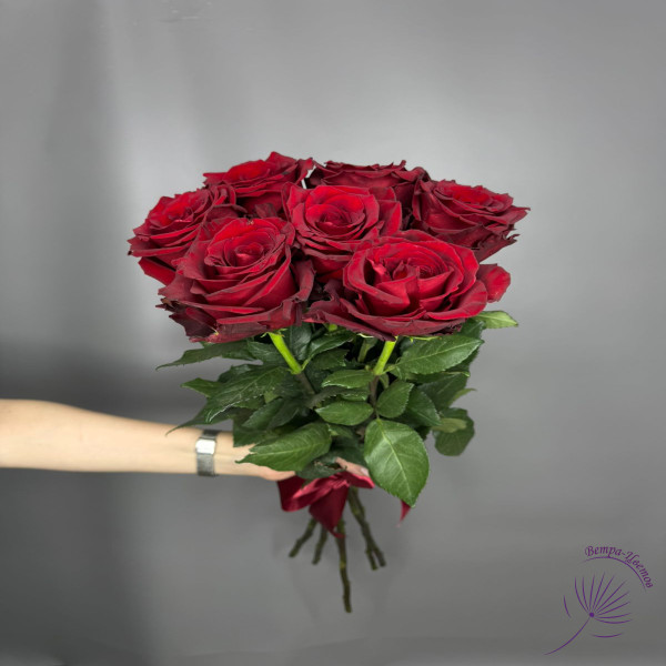 Роза Эксплорер