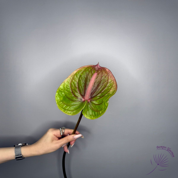 Антуриум микс