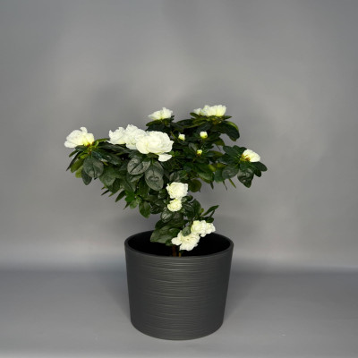 Азалия на стволе