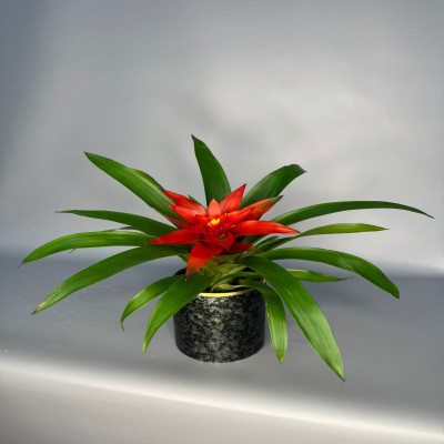 Гузмания темпо