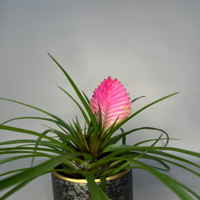 Тилландсия