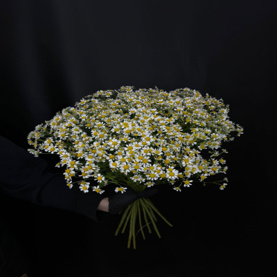 Букет "Ромашка"